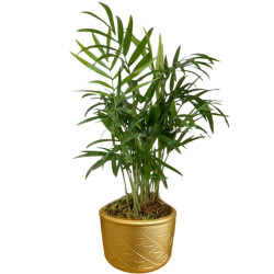 Theebby Beton Eskitme 2 Seramik Saksı Gold - Theebby