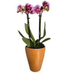 Theebby Glass Seramik Saksı Kiremit - Theebby