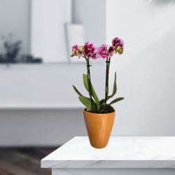 Theebby Glass Seramik Saksı Kiremit - Theebby (1)