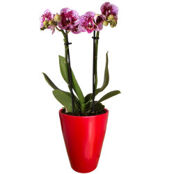 Theebby Glass Seramik Saksı Kırmızı - Theebby