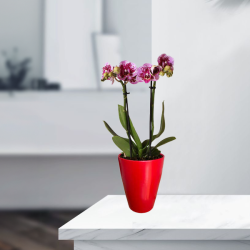Theebby Glass Seramik Saksı Kırmızı - Theebby (1)