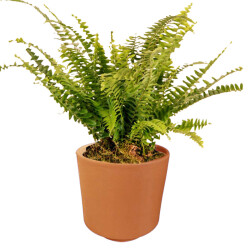 Theebby VSM0010 Seramik Saksı Terracota - Theebby