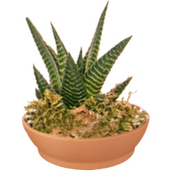 Theebby VSM0024 Seramik Saksı Terracota 