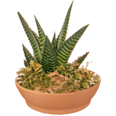 Theebby VSM0024 Seramik Saksı Terracota - 1