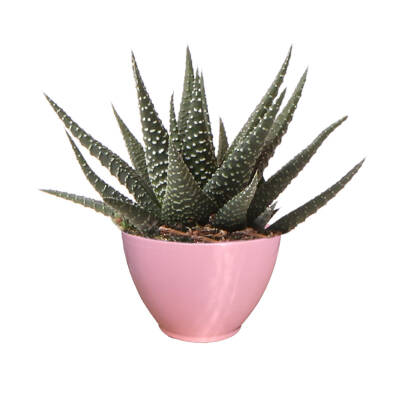 Theebby VSM0101 Seramik Saksı Pembe - 1